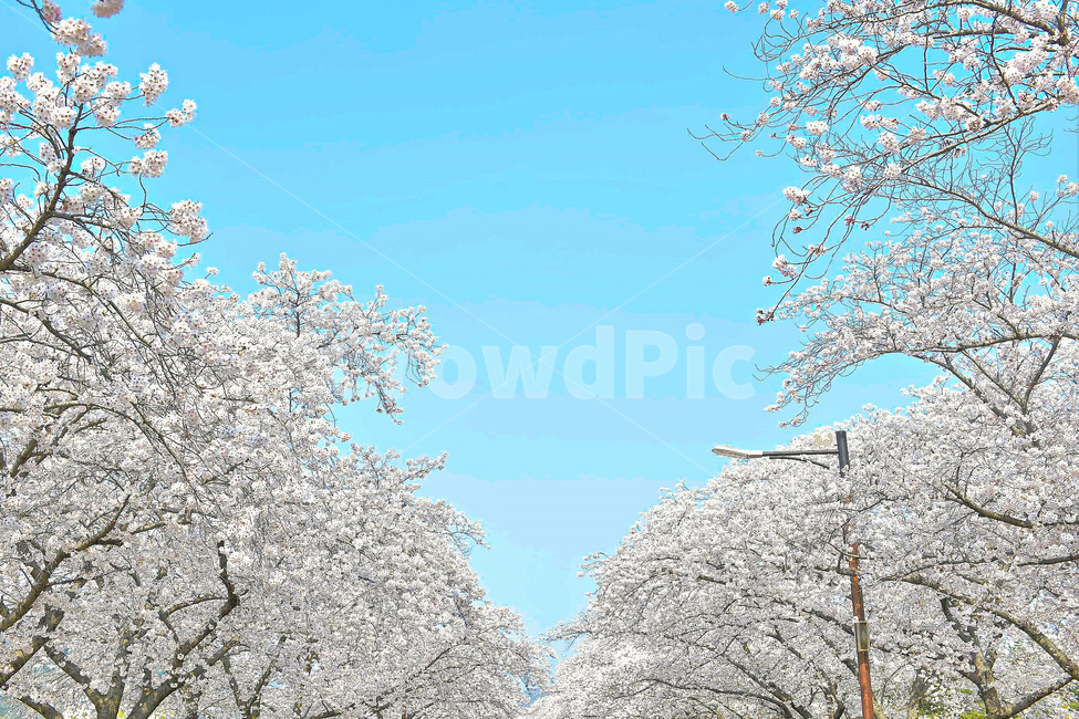경주,경주벚꽃,벚꽃,벚꽃축제,보문호반길,풍경,꽃,식물,하늘,나무,4월행사,4월축제,푸른,봄,계절,spring,season