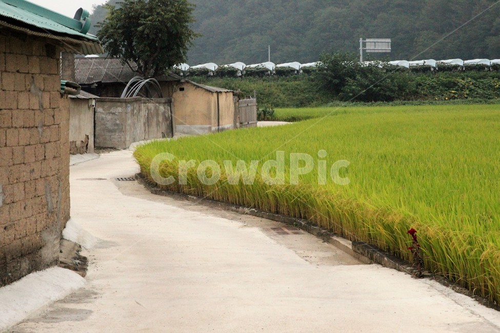 시골,벼,시골길,길,nature,자연,들,시골,마을,풍경,landscape,country,rural,town