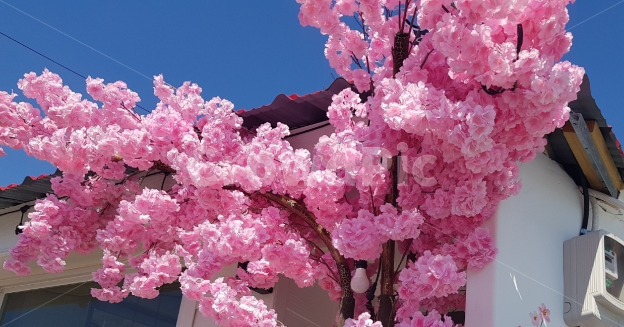 꽃,벚꽃,맑음,핑크색,나무,따뜻함,봄,flower,cherryblossoms,봄,계절,spring,season,plant,식물,blossom