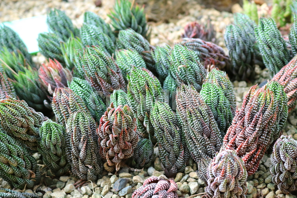 선인장,십이지권,다육식물,식물,자연,식물,자연,plants,nature