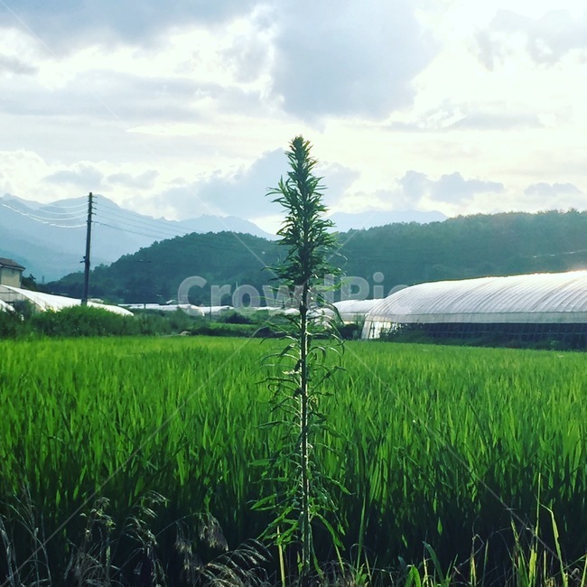 nature,자연,outdoors,옥외,grassland,목초지,field,들,paddyfield,패디필드,countryside,한지방,vegetation,초목,plant,식물,줄기,우뚝솟은