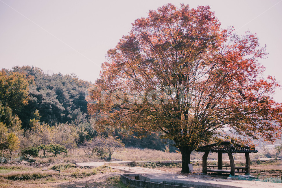 reed,grass,lawn,산,하늘,나무줄기,나무,plant,식물,treetrunk,tree,가을,계절,fall,autumn,season,자연,풍경,nature,landscape,tree trunk,나무 줄기