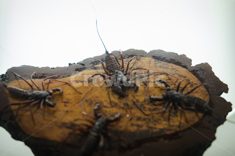 전갈,갑각류,자연,생물,박물관,곤충,벌레,insect,bug