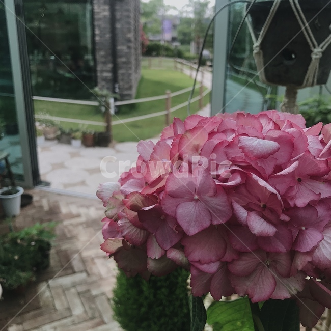 식물,꽃,plant,flower,화분,원예