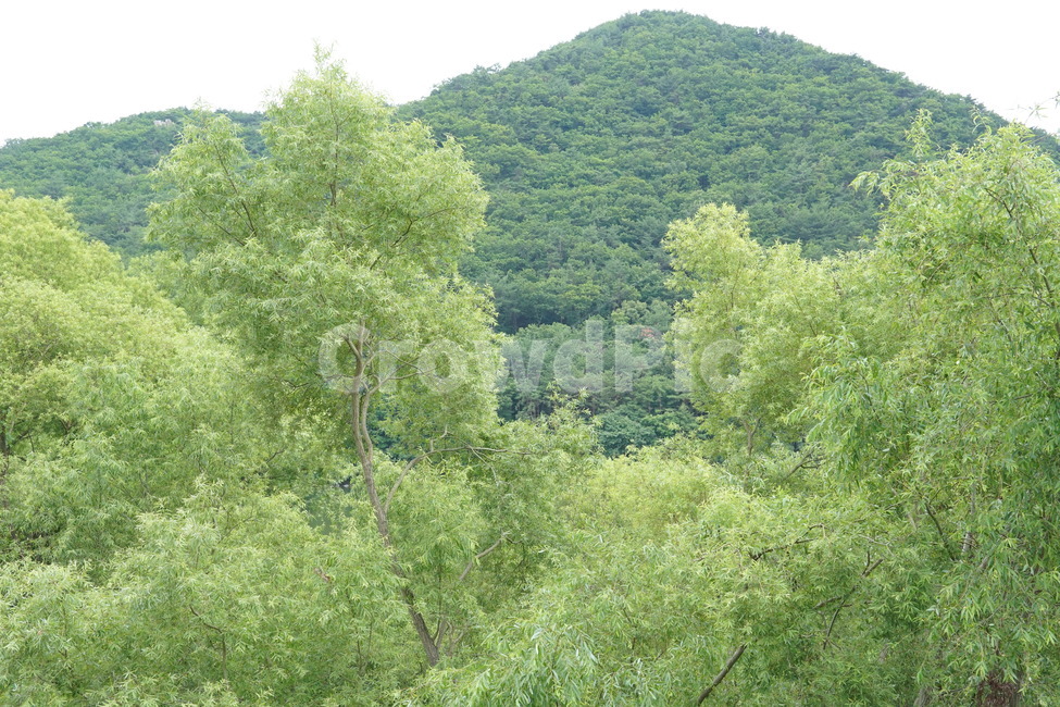 여름,숲,나무,녹색,연두색