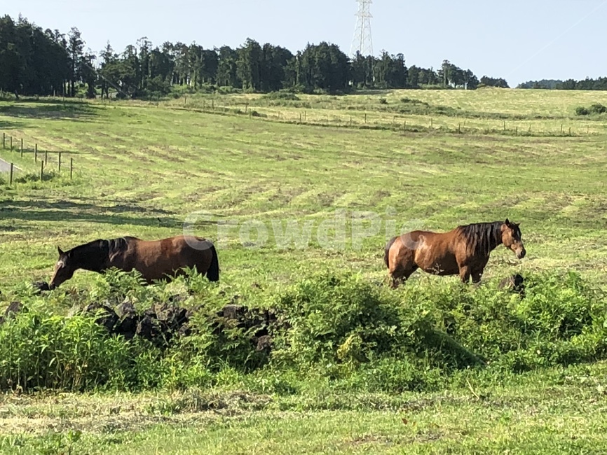 말,재주도,제주마,제주초원,말과초원,horse,동물,animal,포유류,mammal