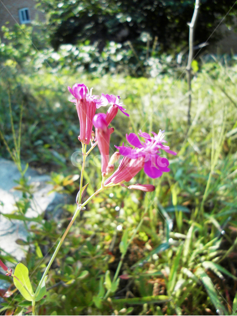 꽃,가을,flower,식물,끈끈이대나물,식물,자연,plants,nature,꽃,flower