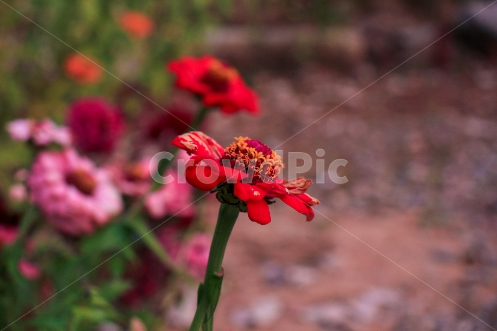 자연,식물,꽃,코스모스,빨강,flower,cosmos,식물,자연,plants,nature,꽃,flower