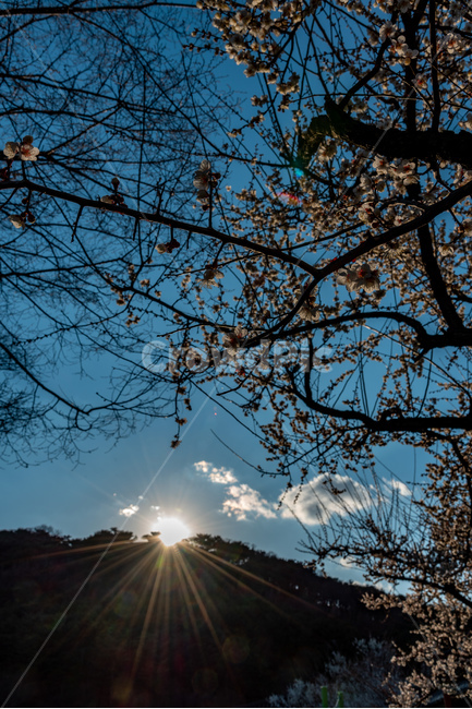 꽃,매화,봄,태양,빛갈라짐,풍경,자연,봄,계절,spring,season,식물,자연,plants,nature,꽃,flower,flare,플레어,light,빛