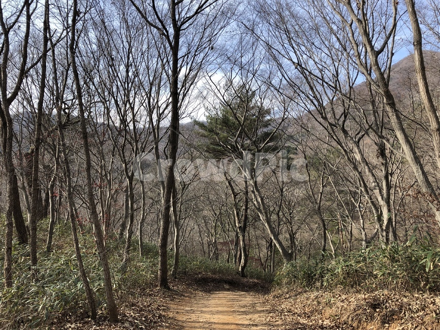 plant,식물,tree,나무,산책길,겨울,winter