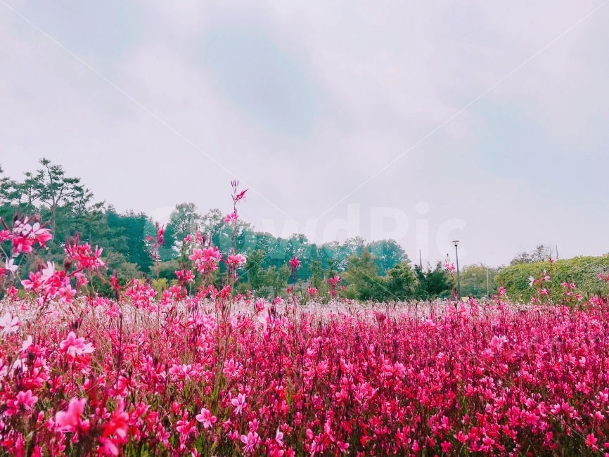 핸드폰사진,양주나리공원,꽃,꽃밭,풍경사진,자연,풍경,nature,landscape,식물,plants,꽃,flower