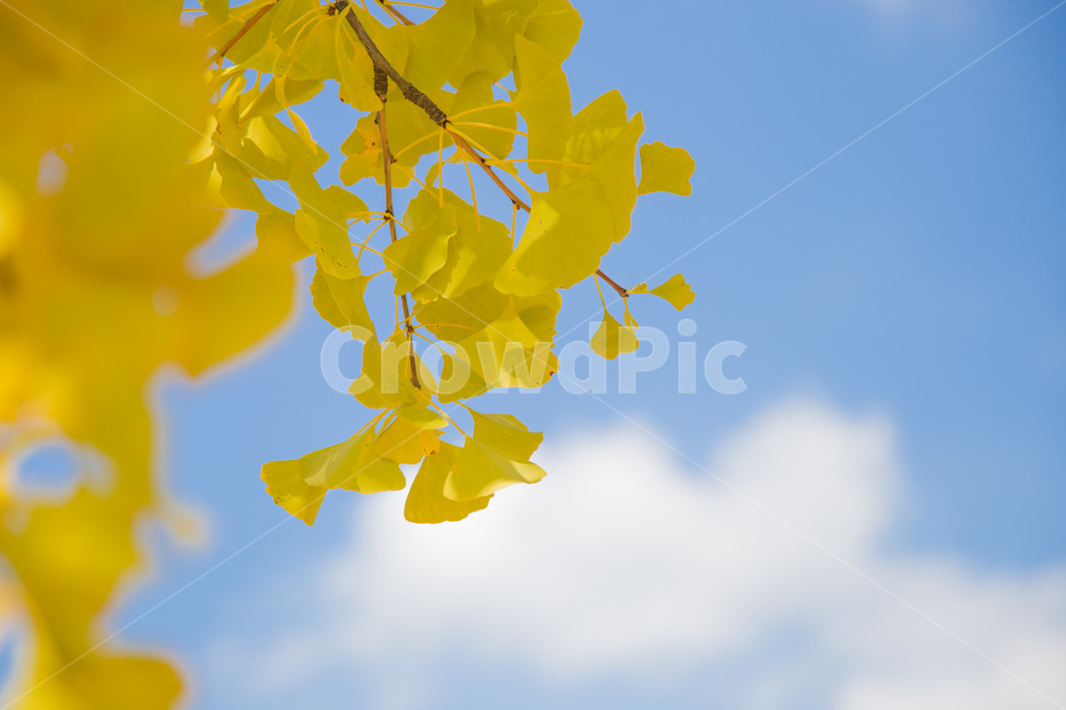 yellow,가을,은행나무,단풍,나무,자연,노랑색,fall,휴식,힐링,하늘,따스함,식물,감성,season,가을,계절,fall,autumn,season,leaf,잎,plant