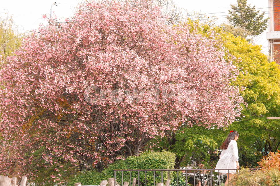 봄,벚꽃,꽃나무,나무,4월,분홍색,핑크색,핑크,풍경,봄풍경,봄,계절,spring,season,식물,자연,plants,nature,꽃,flower,나무,trees,wood,사람,인물,인간,human,person,여성,여자,woman,female,lady,감성,sensible,feeling,plant,blossom