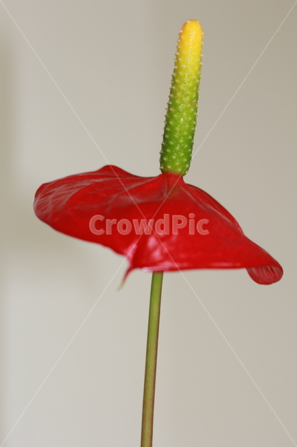 꽃,빨간꽃,식물,blossom,flower