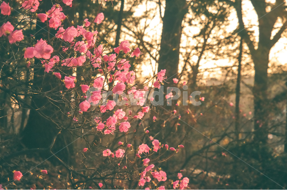꽃,flower,자연,nature,진달래,계절,봄,spring,season,풍경,landscape