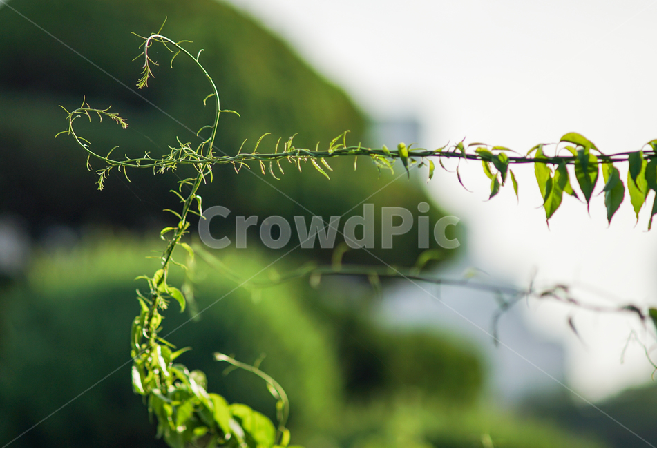줄기,식물,러브,사랑,하트,모양,자연,식물,자연,plants,nature,감정표현,기분,feeling,emotion,휴식,힐링,rest,relaxation,healing