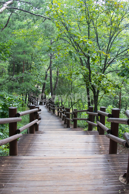 나무데크,산책길,산책,나무터널,데크걷기,자연풍경,nature,landscape,산책로,자연,풍경,nature,landscape,bridge,다리,boardwalk,building,건물