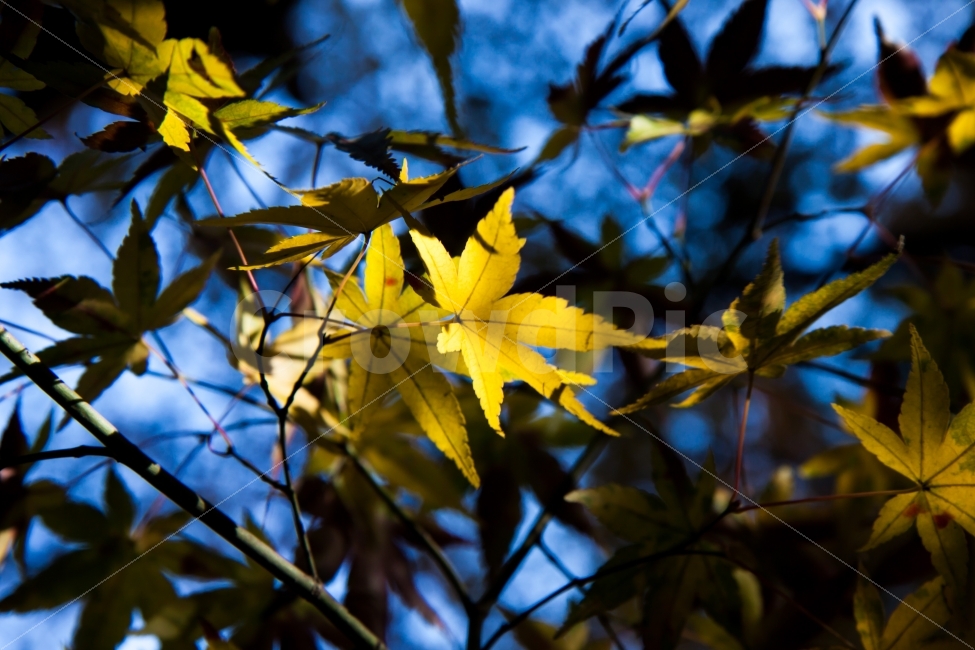 가을,단풍,동네어딘가,노란별,어서와가을,가을,계절,fall,autumn,season,식물,자연,plants,nature,leaf,잎,plant,tree,나무