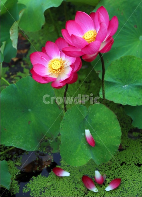 연꽃,식물,낙화,축제,연밥,연잎,식물,자연,plants,nature,꽃,flower