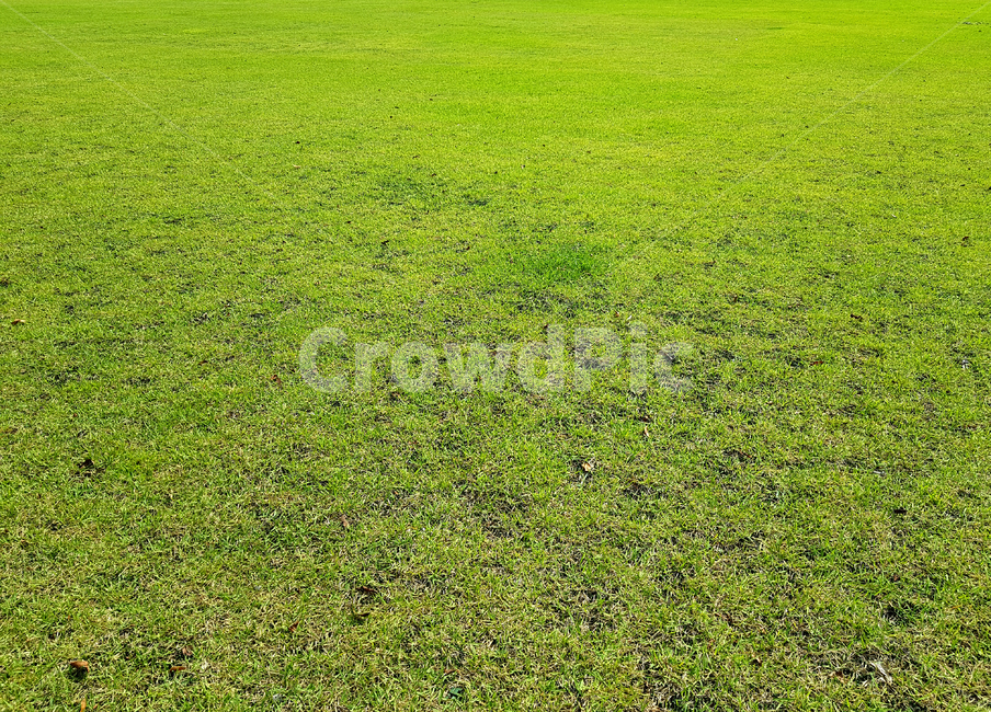 grass,plant,식물,lawn,잔디,식물,자연,plants,nature