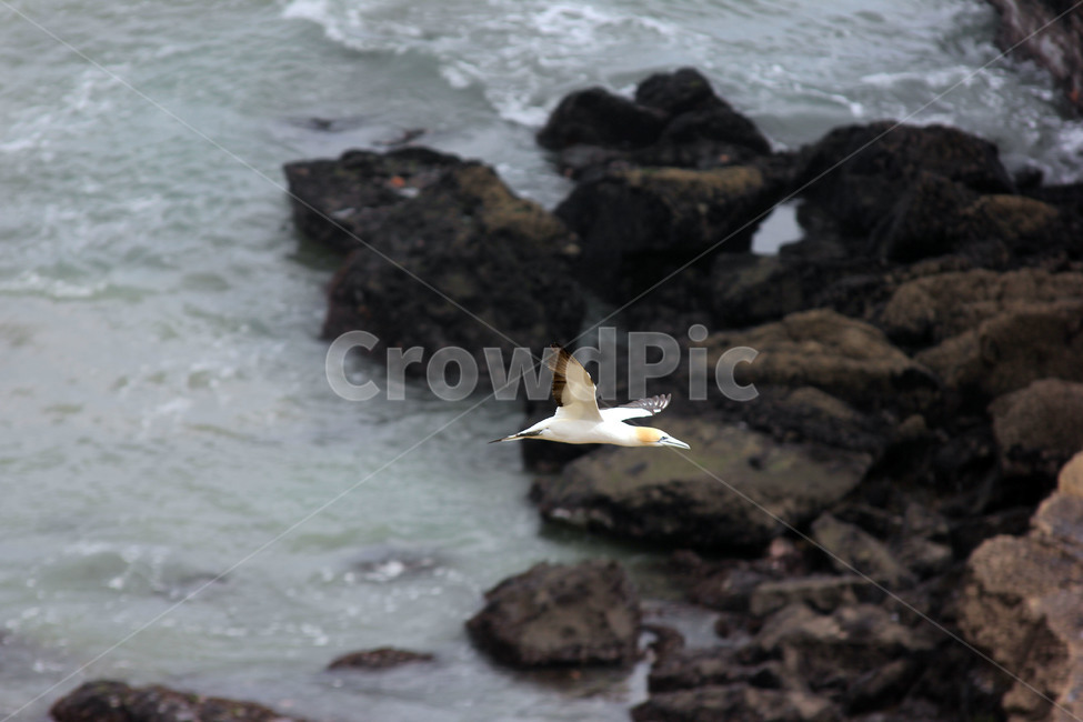 가넷,갈매기,새,garnet,seagull,gull,바다새,하늘,바다,둥지,동물,animal,조류,새,birds