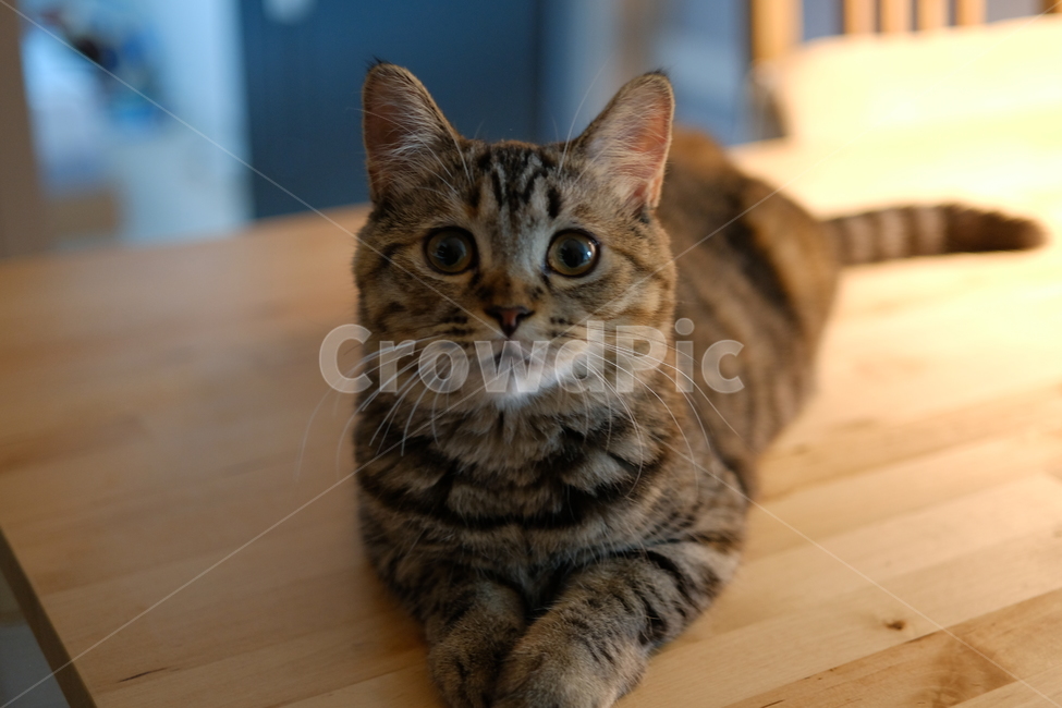 고양이,반려동물,cat,스코티쉬스트레이트,코리아숏헤어,동물,animal,포유류,mammal,고양이,cat,kitten,kitty