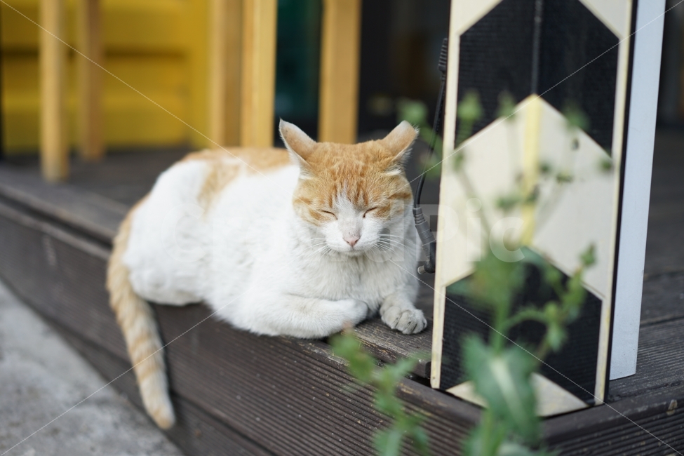 고양이,졸음,봄날,동물,야옹이,캣,cat,표정,졸림,냐옹이,야옹,친구,일상,귀요미,동물,animal,고양이,cat,kitten,kitty,포유류,mammal