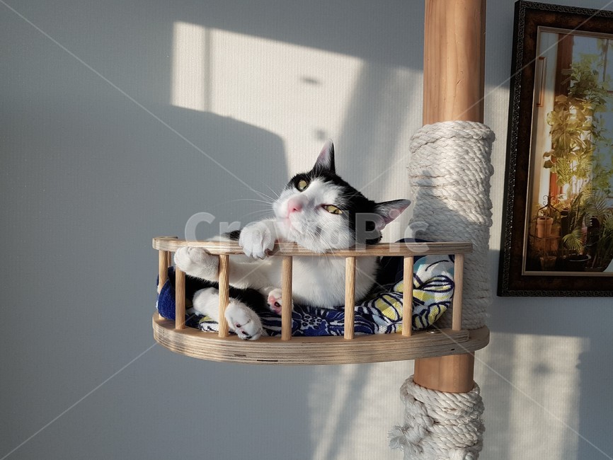 고양이,캣타워,cat,cattower,검정색,흰색,동물,animal,포유류,mammal,고양이,cat,kitten,kitty