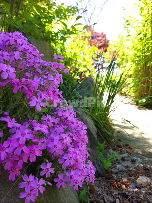 plant,식물,flower,꽃,nature,groundpink,분홍,자연,식물,자연,plants,nature,꽃,flower