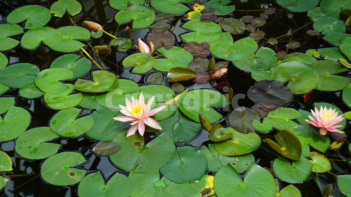 연꽃,수련,연잎,연못,꽃,nymphaea,nelumbo