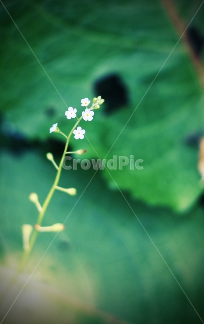 봄,식물,들꽃,여행,꽃,식물,자연,plants,nature,꽃,flower,감성,sensible,feeling