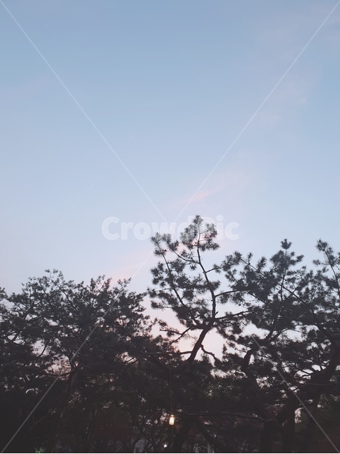 자연,나무,하늘,고즈넉한,nature,tree,고요한