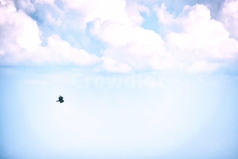 새,하늘,구름,bird,sky,cloud,blue,배경,landscape,자연,nature,풍경,하늘색,파랑색,stonemountain,조지아,america,미국,스톤마운틴