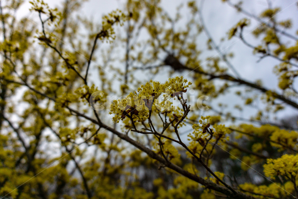 산수유,산수유꽃,산수유나무,노랑,꽃,봄,봄,계절,spring,season,식물,자연,plants,nature,꽃,flower