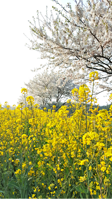 유채꽃,벚꽃,plant,식물,blossom,flower,꽃