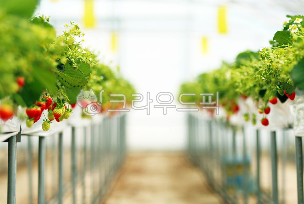 딸기,농장,농장체험,과일,싱싱한,맛있는,산지,농업,비닐하우스,농산물,재배,농부,농법,음식,식물,생산자,고당도,수확,모종,달콤한,봄,신선한,새콤달콤,제철,품종,비타민,딸기따기,생딸기,strawberry,food,fruit,plant