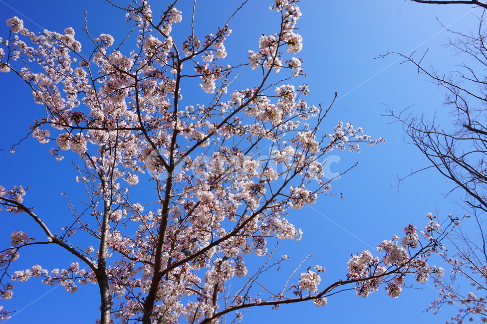 벚꽃,cherryblossom,blossom,plant,식물,꽃,flower,봄,나무