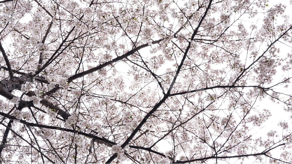 꽃,벚꽃,cherryblossom,봄,벚꽃축제,순식간,벚꽃잎,봄,계절,spring,season,식물,자연,plants,nature,꽃,flower,plant,cherry blossom,blossom