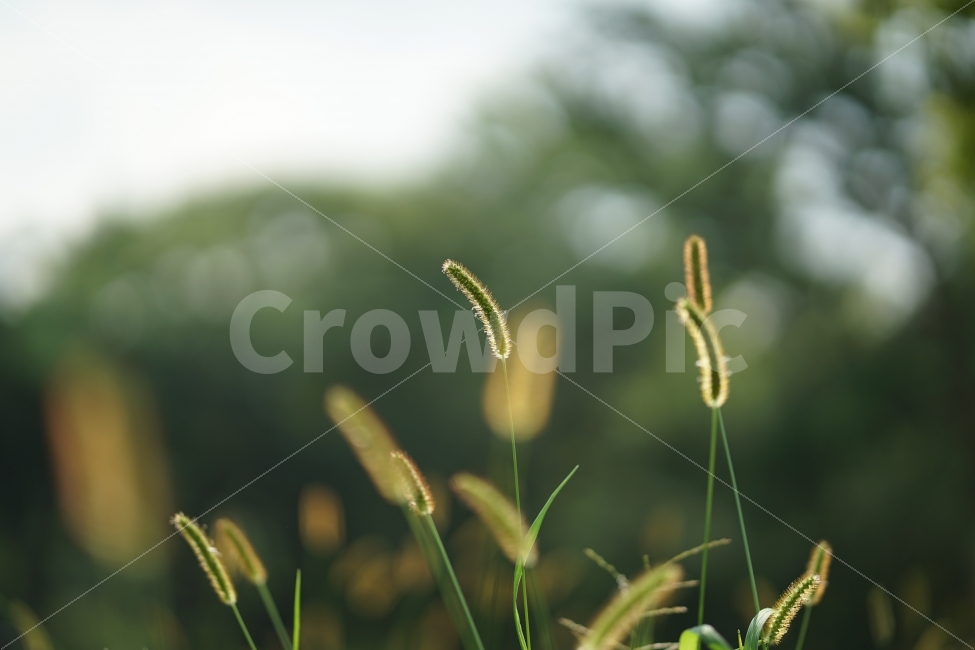 자연,강아지풀,풀,초록,낮,식물,식물,자연,plants,nature,휴식,힐링,rest,relaxation,healing,감성,sensible,feeling