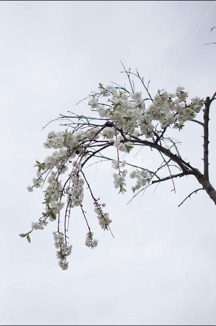 백매화,흰색,봄,하늘,저녁,흐림,봄,계절,spring,season,식물,자연,plants,nature,꽃,flower,plant,blossom,cherry blossom,벚꽃