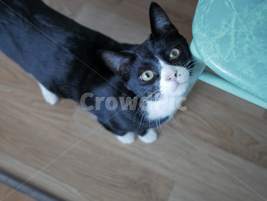 고양이,개냥이,아기고양이,동물,검은고양이,동물,animal,포유류,mammal,고양이,cat,kitten,kitty