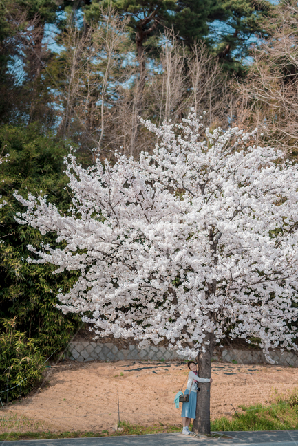 봄,벚꽃,벚꽃나무,봄꽃,봄기운,blossom