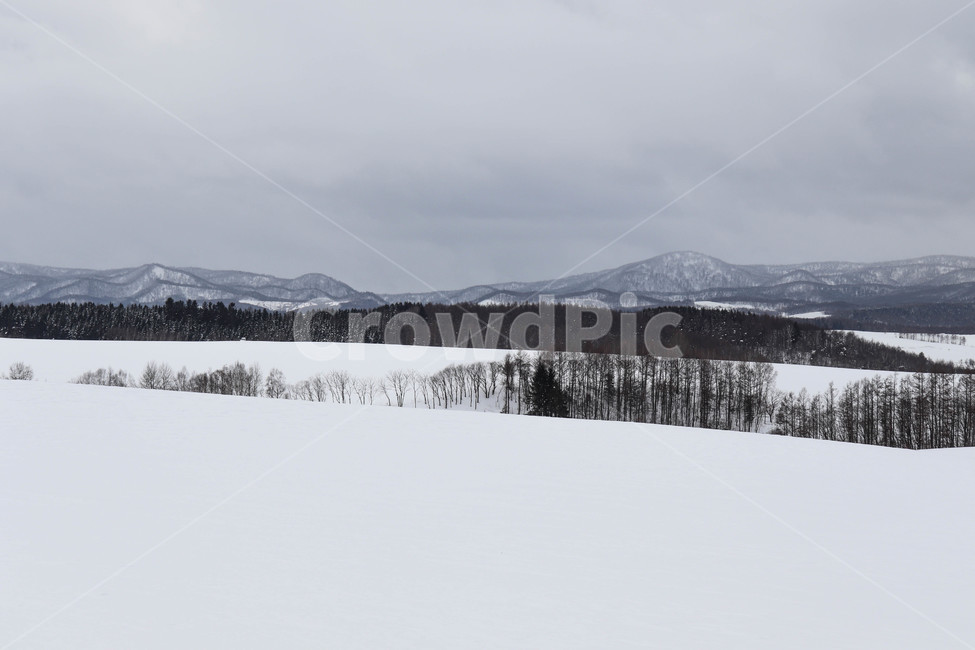산,설산,나무,구름,숲,겨울,자연,눈,언덕,풍경,snow,cloudy,forest,winter,훗카이도,일본,hokkaido,japan,겨울,계절,winter,season,자연,풍경,nature,landscape,해외,외국,세계,foreign,oversea,world,세계자연풍경,해외자연풍경,외국자연풍경,world nature landscape,tree,plant,식물,fir,전나무,abies,아비