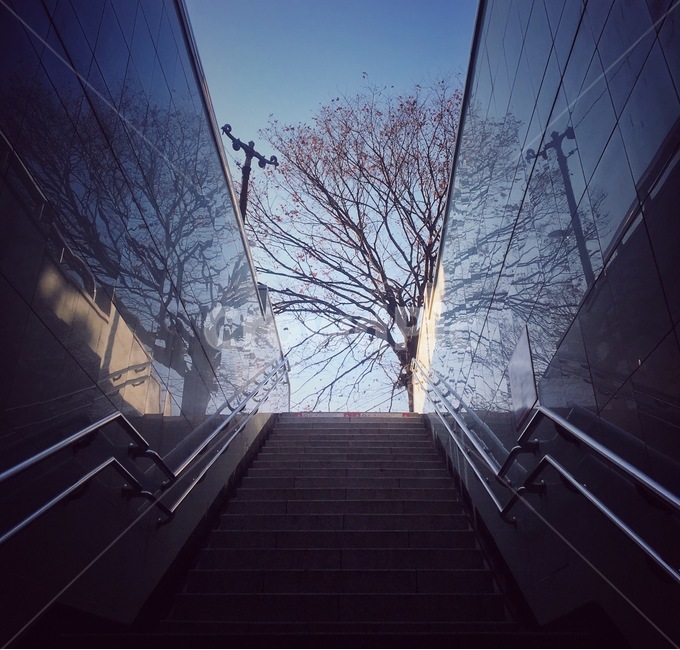 지하철,나무,해방,반영,탈출,식물,자연,plants,nature,나무,trees,wood