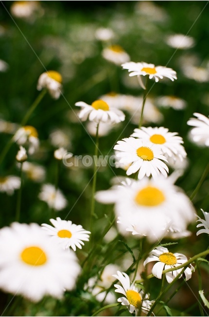 꽃,하얀꽃,풍경,자연,계란꽃,flower,식물,자연,plants,nature,꽃,flower