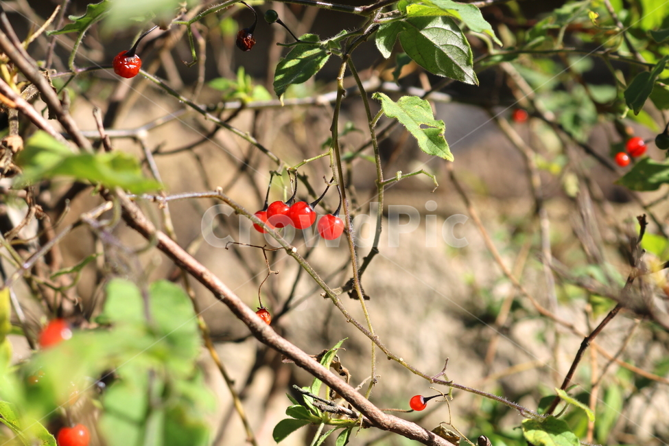 배풍등,나무,열매,배풍등나무,자연,가지과,붉은열매,가을,식물,자연,plants,nature