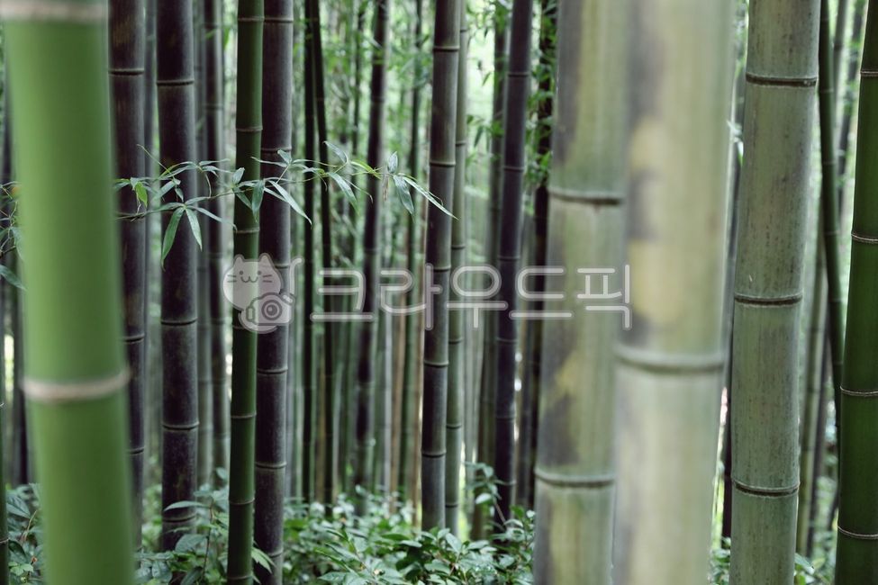 대나무,죽,댓잎,기생식물,자연,나무,싱그러움,녹색,plant,식물,bamboo,초록,담양,공예품