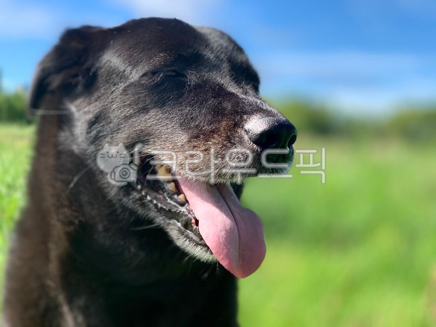 강아지,검정개,리트리버,검은개,래브라도리트리버,labradorretriever,개,dog,애완동물,동물,animal,pet,검은리트리버,blackretriever