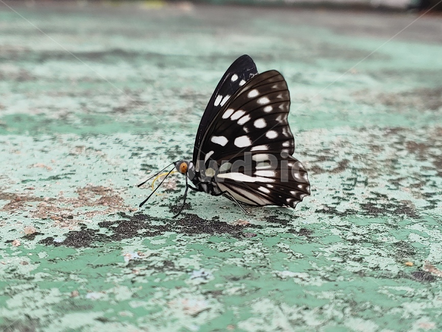 butterfly,나비,곤충,날개,더듬이,papillon