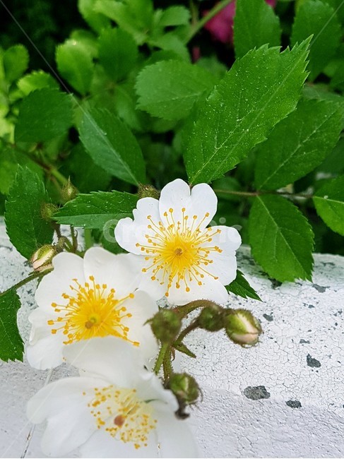 찔레꽃,꽃,봄,담장,야생화,자연